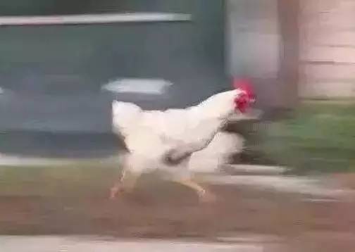 鸡看到都要气得说话的奢侈品鸡年限量版,港真,你们的审美真不如淘宝