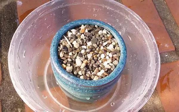 柚子的种子怎么发芽做盆栽,柚子种子小盆栽