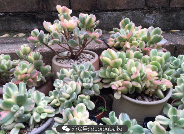 黄色熊童子多肉植物状态图,多肉植物熊童子怎么养