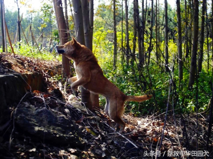 广西桂平川东猎犬,广西土猎犬猎野猪视频