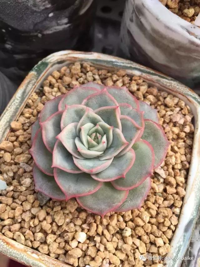 没有暖气的包邮区,肉肉照样美美的!