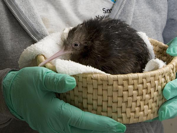 新西兰特色动物有哪些,新西兰奇异动物有哪些