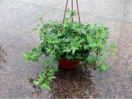 寓意好又能净化空气的绿植，给家里带来好运财运！