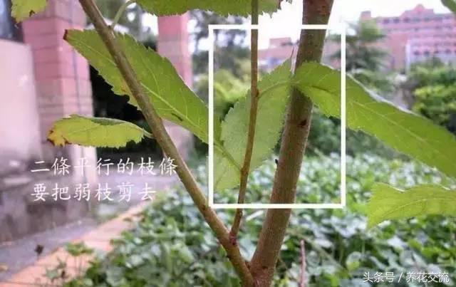 老农教我的7种枝条修剪，养的花年年开满一大盆