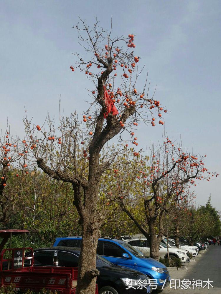陕北俊俏女子勇闯袁家村大嘴吃四方