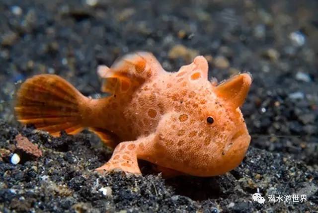 变性、伪装、雌雄同体--谁是微距世界的奇葩?