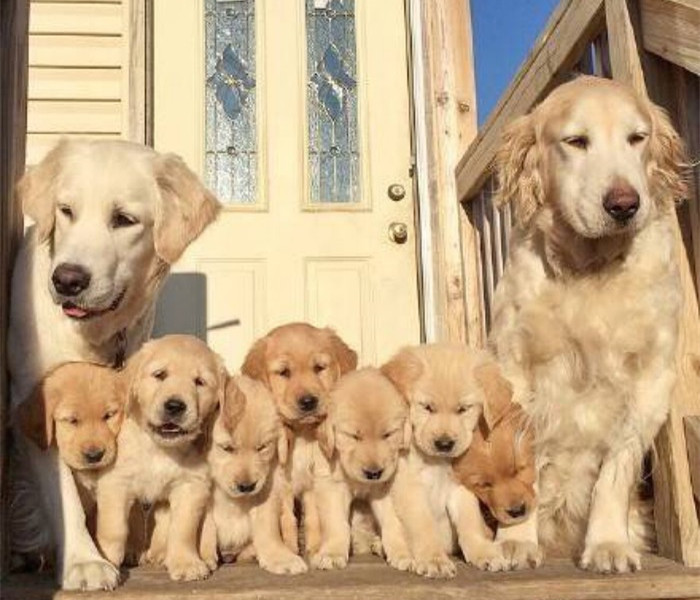 怎样分辨狗宝宝性格怎么样,怎么挑选好的狗宝宝
