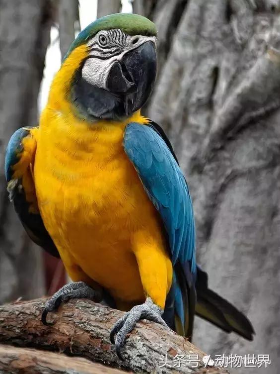 蓝黄金刚鹦鹉与人比较,绿松石金刚鹦鹉物种有哪些