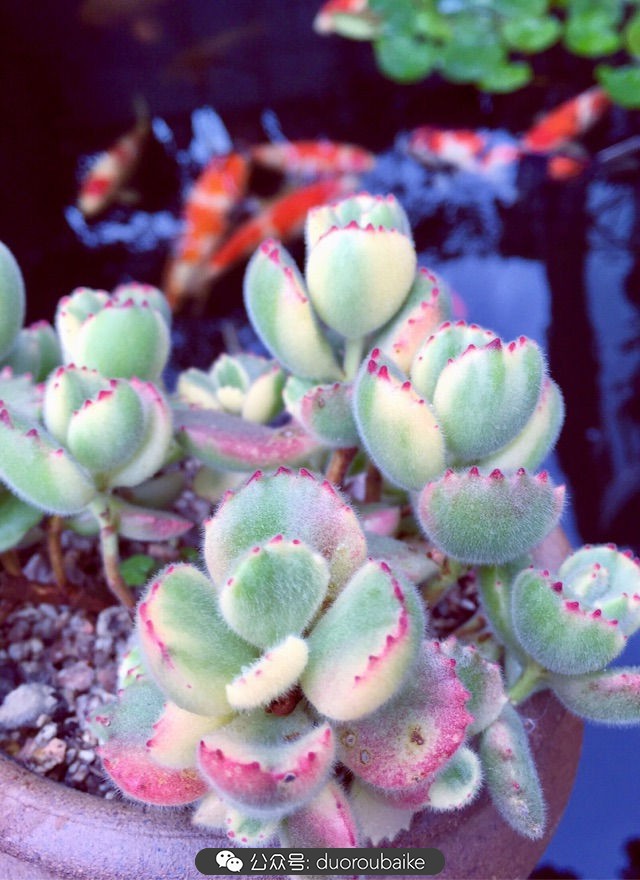 黄色熊童子多肉植物状态图,多肉植物熊童子怎么养