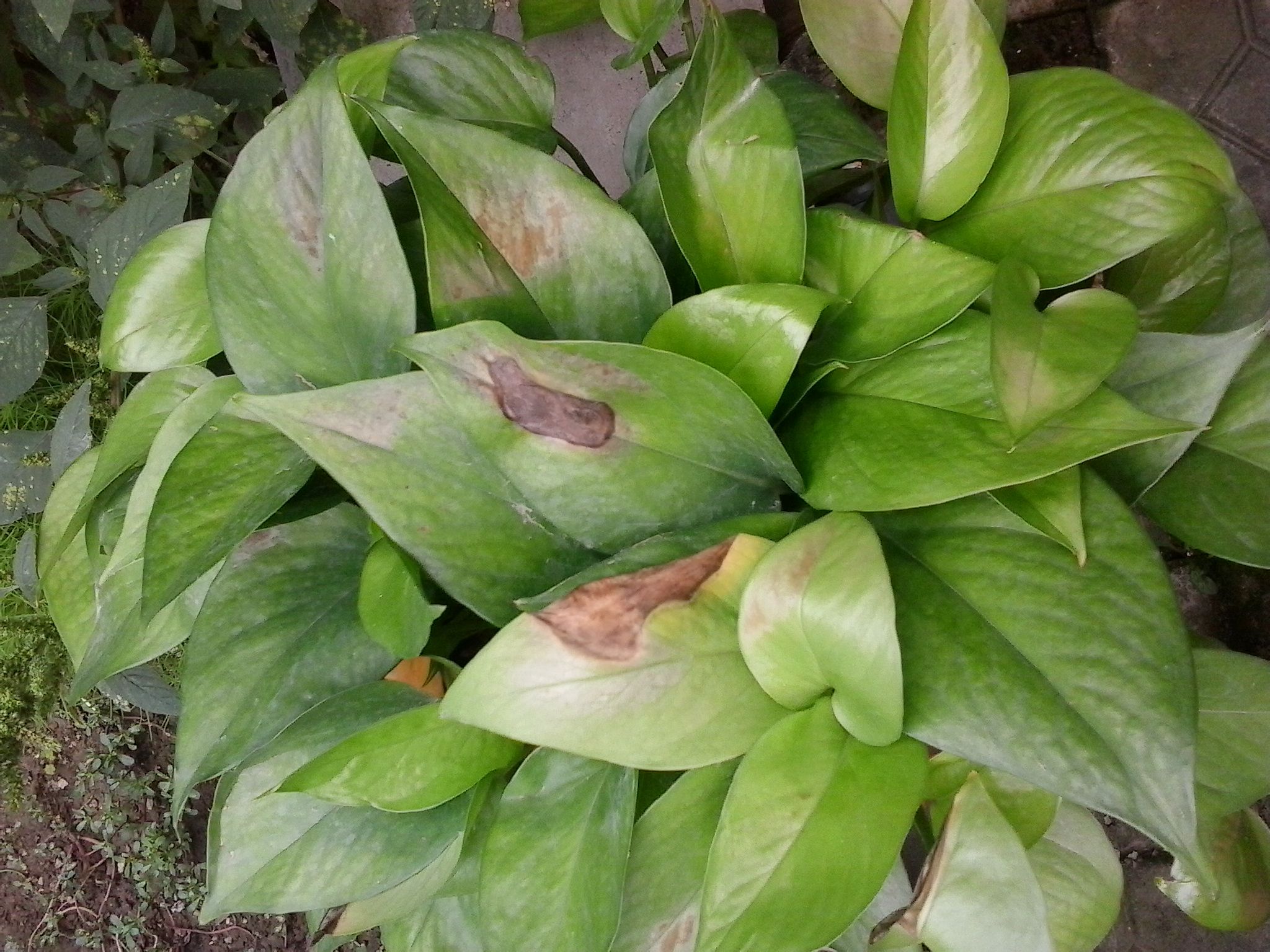 绿萝叶子尖发黑是怎么回事,为什么大叶绿萝新芽叶尖发黑