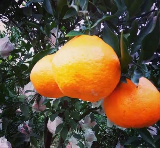 蒲江耙耙柑啥时候采摘最好,现在蒲江县耙耙柑产地行情走势