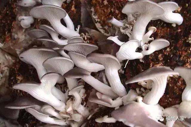 福建汀州土特产,福建零食特产有哪些