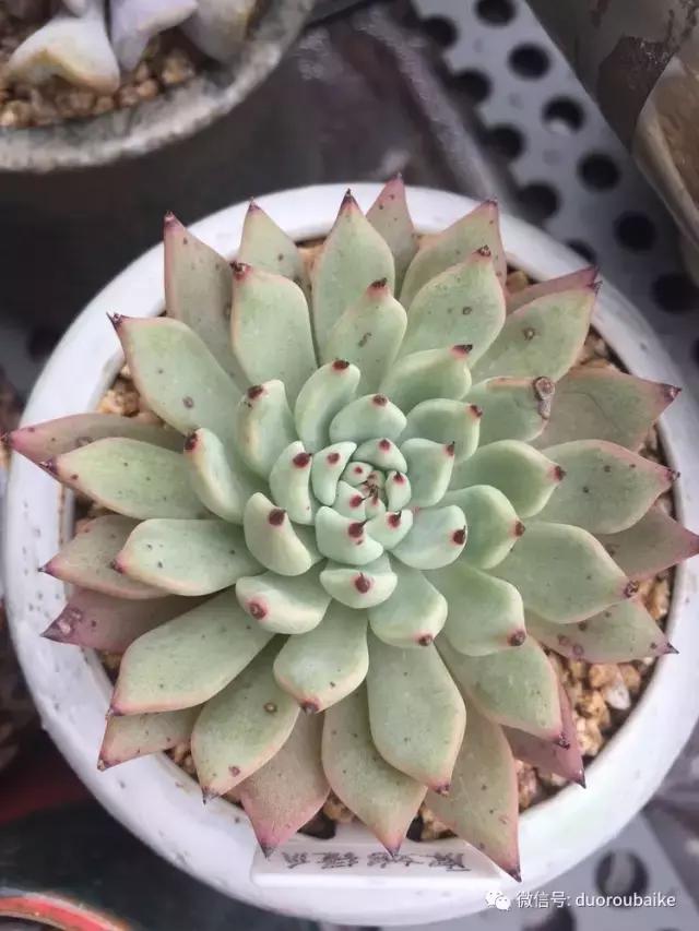 没有暖气的包邮区,肉肉照样美美的!