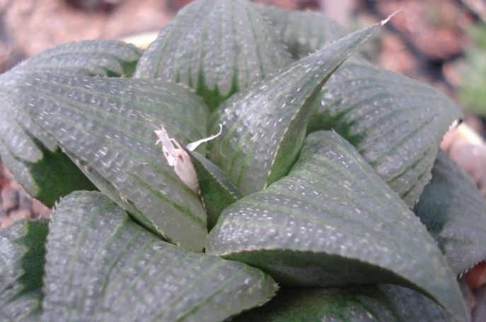 十二卷寿品相,十二卷玉寿