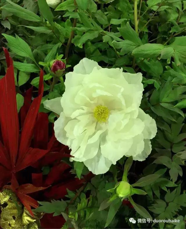 春节花市的鲜花,春节能看花的植物