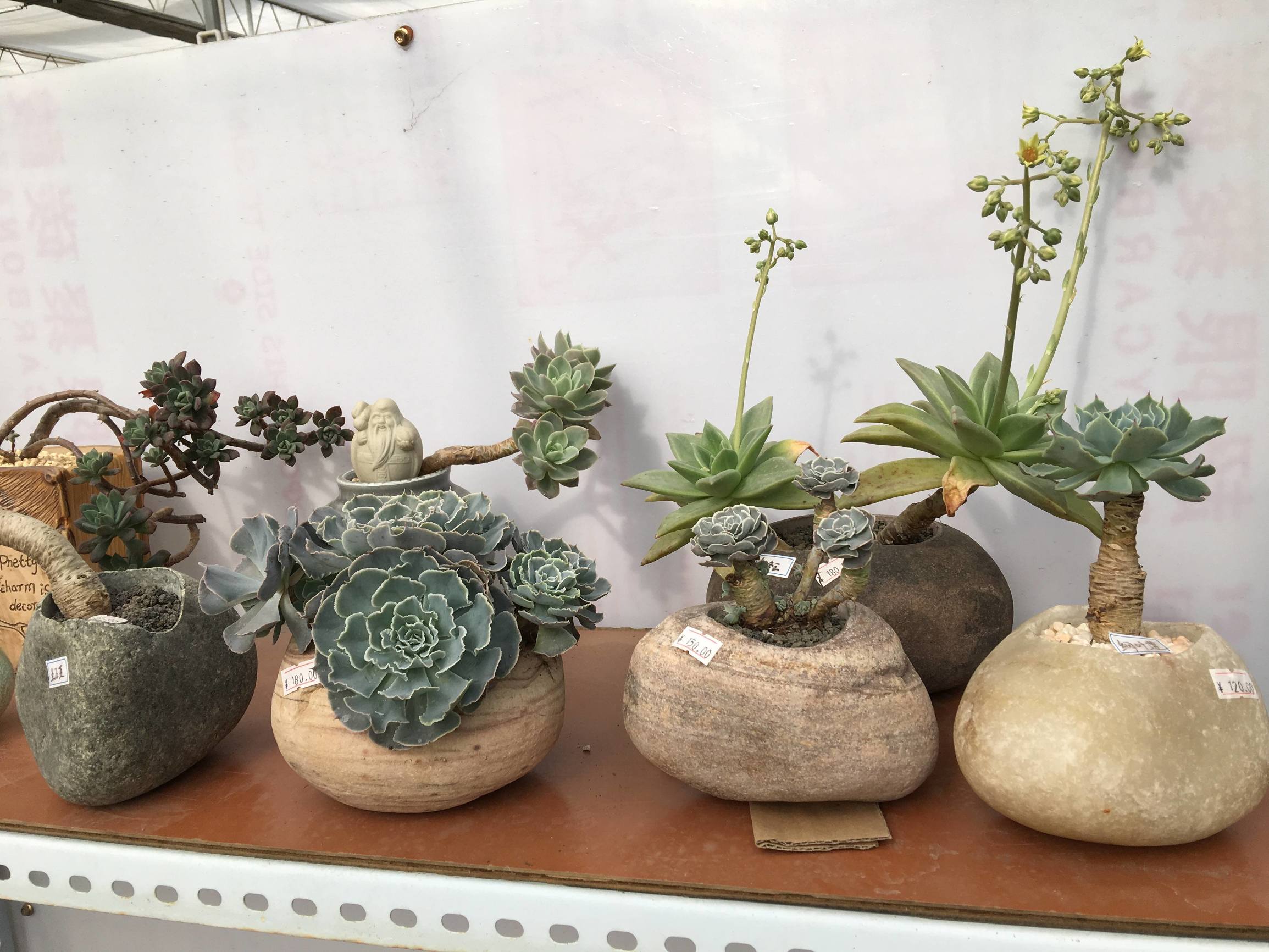 年宵花老桩,年宵花老桩图片大全