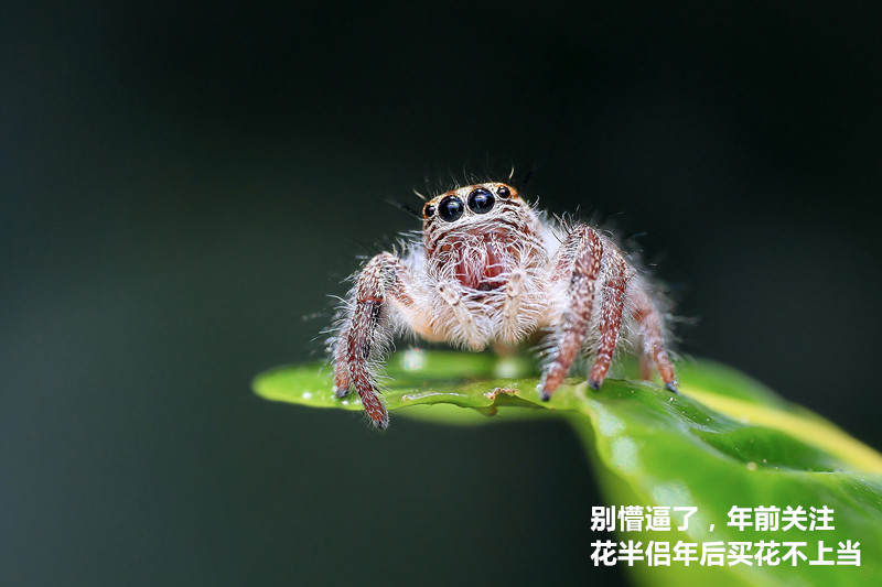 年宵花老桩,年宵花老桩图片大全