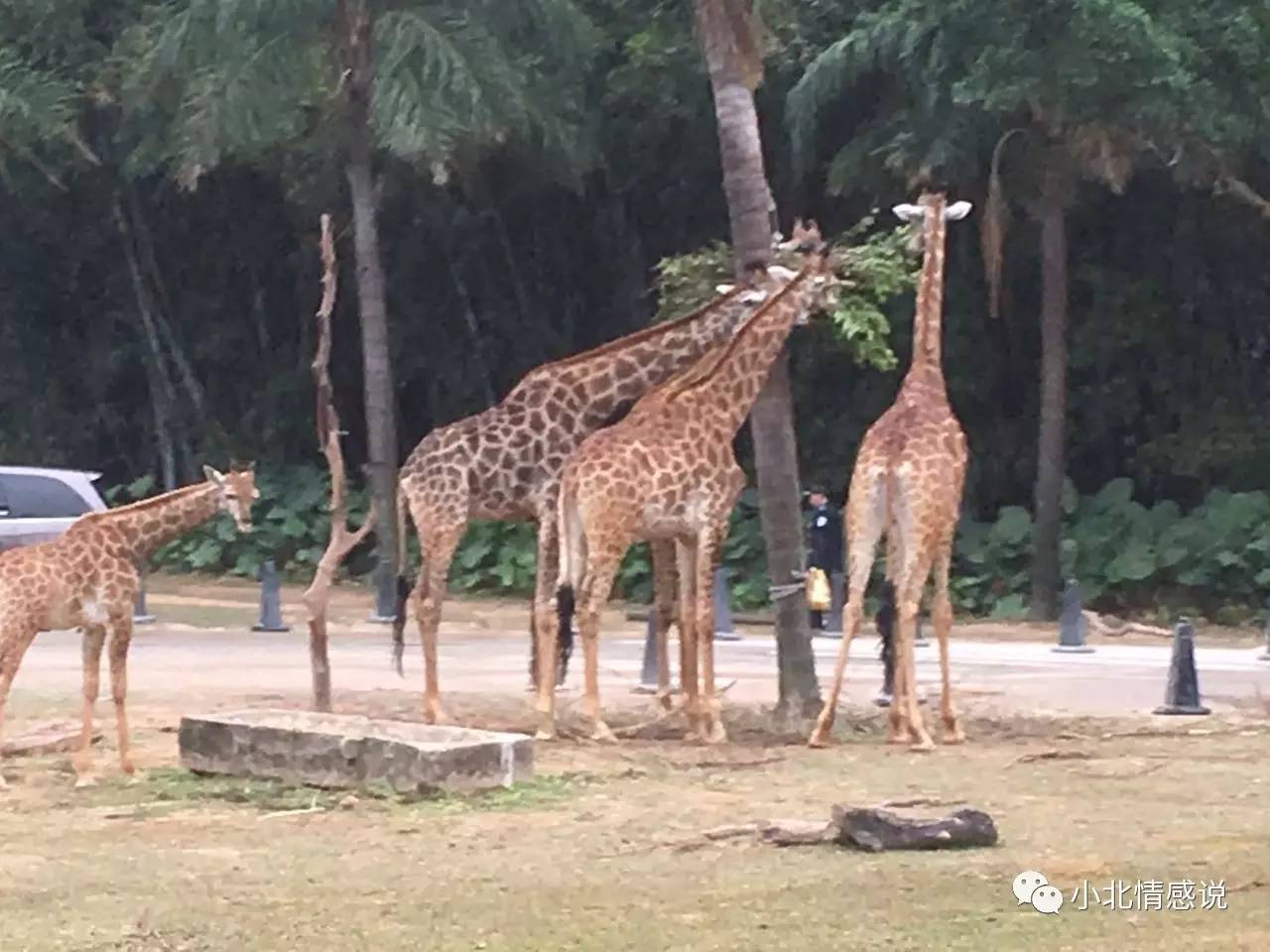 广州长隆野生动物园攻略一日游,广州长隆野生动物园二日游攻略