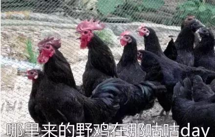 各大牌鸡年限定款,外国人对“鸡”有什么误会?