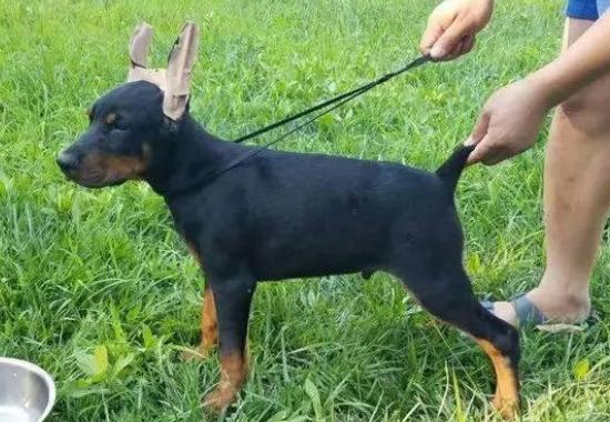 狗狗为什么断尾有什么好处,人类给柯基断尾残忍吗