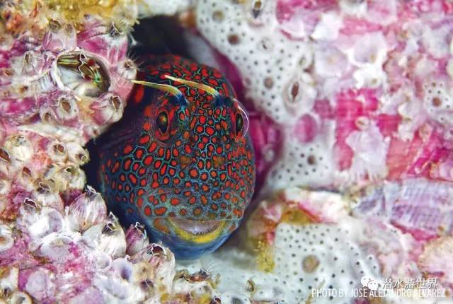 变性、伪装、雌雄同体--谁是微距世界的奇葩?