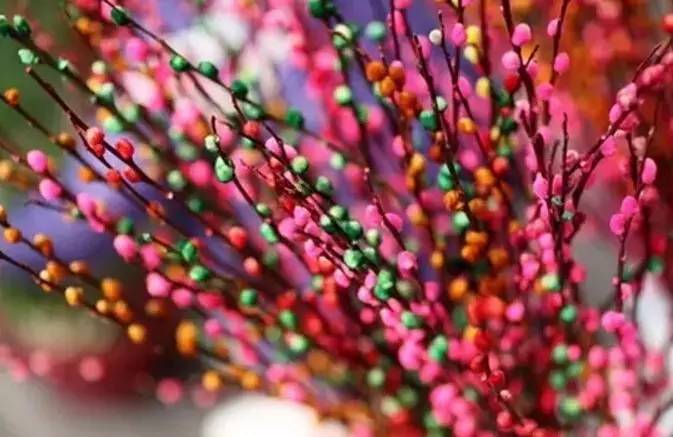 过年好看的年宵花,年宵花摆什么好看