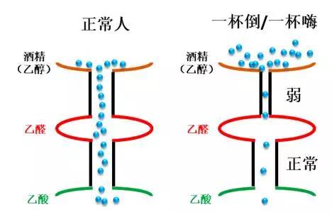喝酒脸红和喝酒不脸红到底谁能喝,喝酒脸红的人到底能喝红酒吗