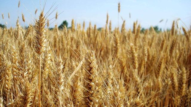 一位大学老师眼中的扶风美食:臊子面