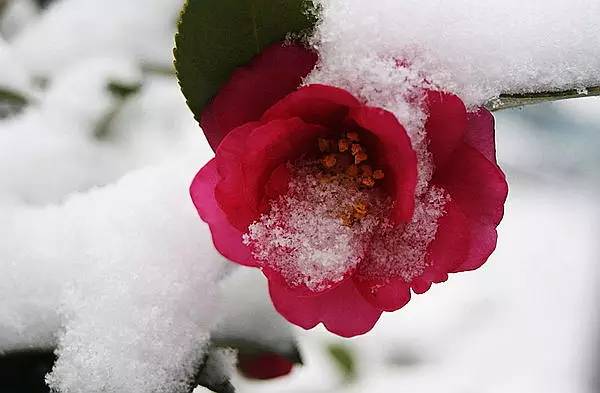 缂ょ悍鎮﹁娣卞害瑙ｆ瀽,缂ょ悍鎮﹁