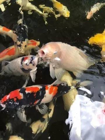 锦鲤疑难杂症,解决锦鲤疾病