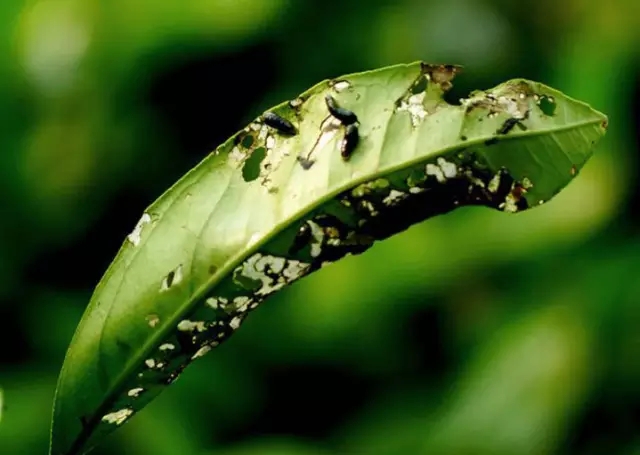 柑橘开春虫害用药,柑橘开春用什么药防虫害