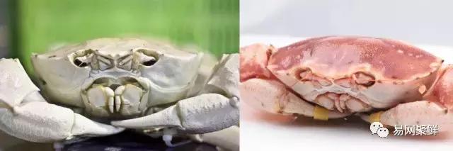 雪蟹好还是龙虾好,大龙虾好还是海蟹好