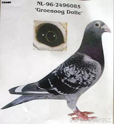 著名赛鸽家杨阿腾,赛鸽血统杨阿腾