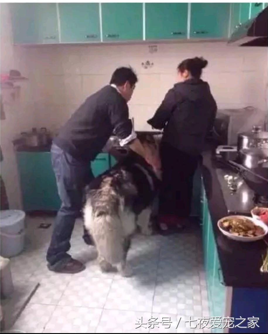 在厨房与狗爸发生撕扯大战,这是一只比哈士奇还倔的阿拉斯加!