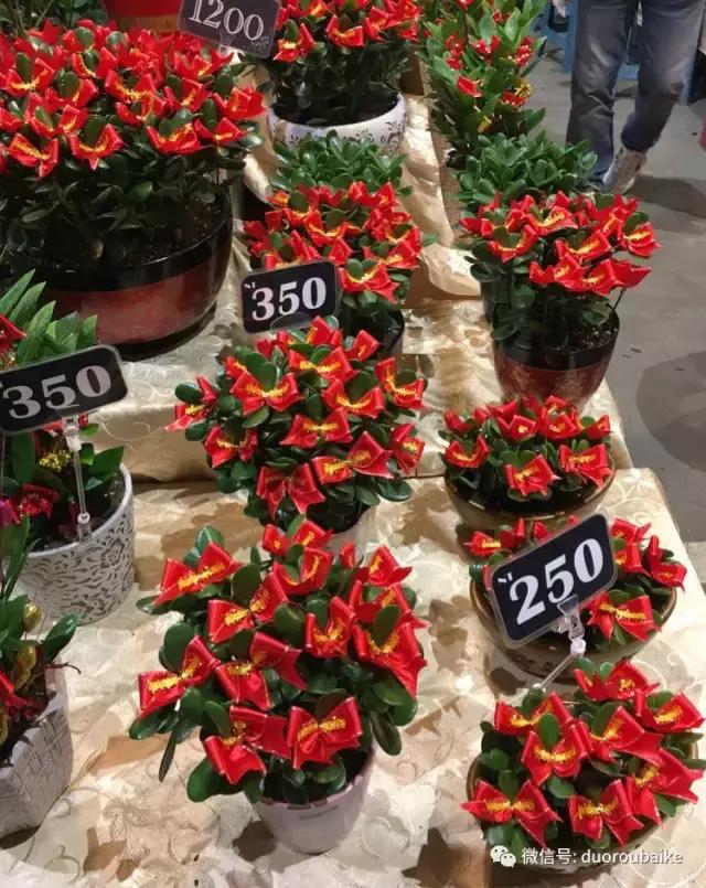 台湾寻肉之旅：小玲带你逛春节的台北花市！