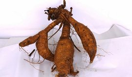 延缓卵巢衰老的食物葛根粉,葛根粉搭配什么可以调理月经