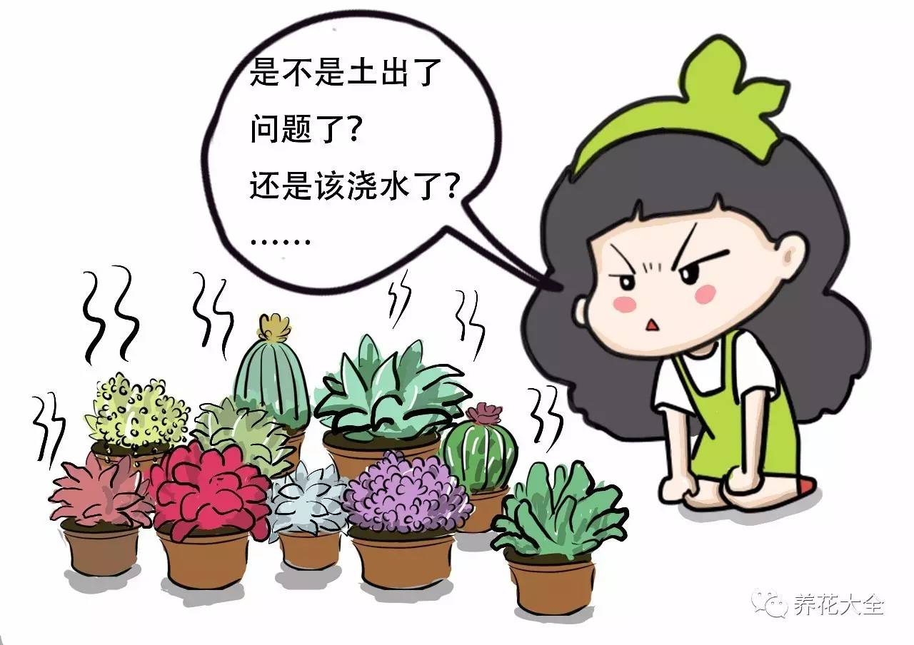 大多肉的养护技巧及注意事项,九种肉的问题