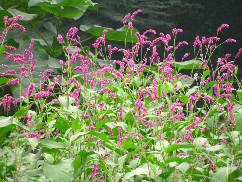 农村路边常见的中草药你认识几种,农村常见中草药盘点