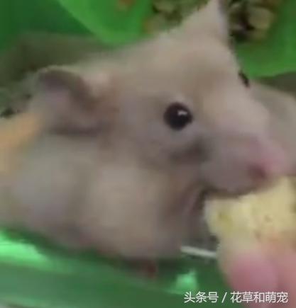 仓鼠吃得特别胖两颊塞满食物,小仓鼠有没有吃多被撑死的