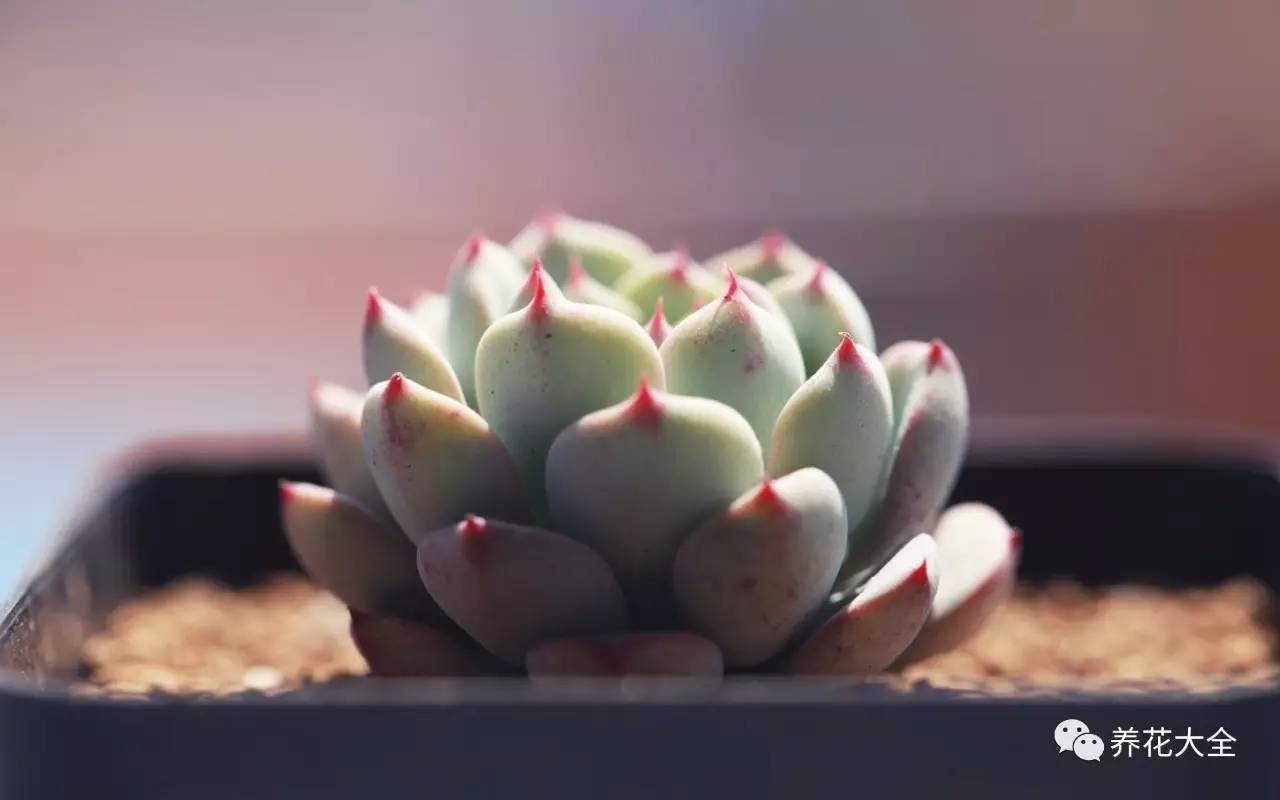 大多肉的养护技巧及注意事项,九种肉的问题