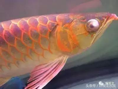 龙鱼眼睛蒙眼病三招搞定,龙鱼眼睛凹陷什么原因