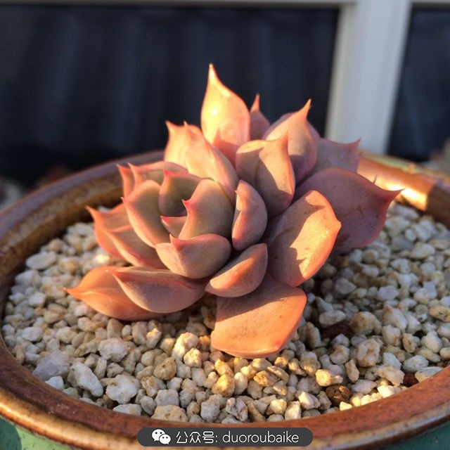 院子阳光房多肉,阳光房庭院多肉