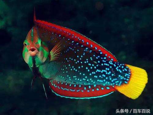 过年给长辈送什么礼品实惠,过年送老人礼最佳礼物排行榜