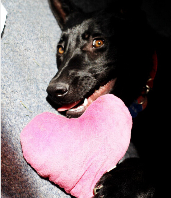 我家的德牧和别人家的德牧,我家德牧黑白两道杠