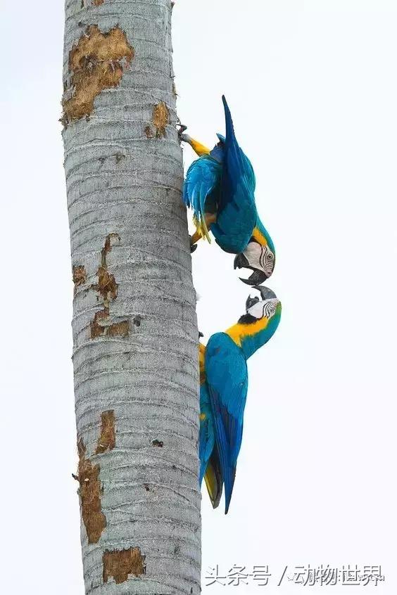 蓝黄金刚鹦鹉与人比较,绿松石金刚鹦鹉物种有哪些