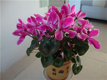 仙客来突然蔫了怎么救活,仙客来萎蔫球腐烂