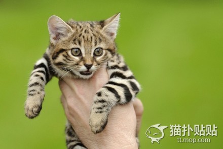 一天能吃六顿饭的猫,一天能吃半斤肉吗