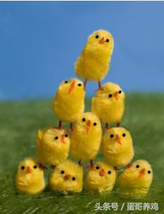 鸡病诊断与防治图谱,鸡病快速判断处理方法大全图解