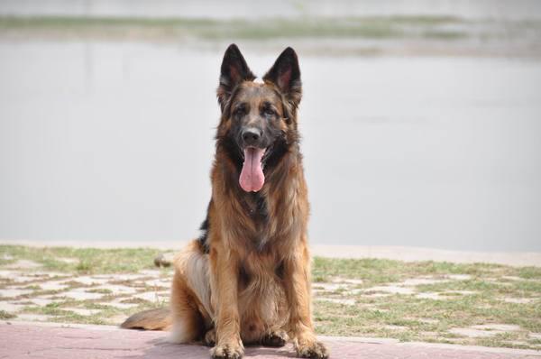 中国本土的田园犬土狗有几个品种,世界上最适合人养的狗中华田园犬