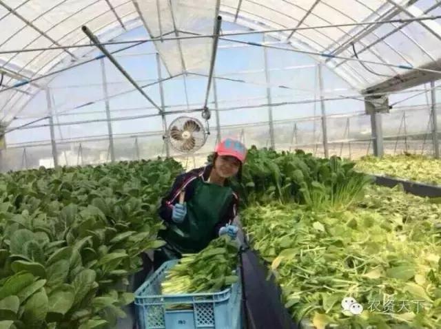 日本:一家一户的小农化也能实现机械化